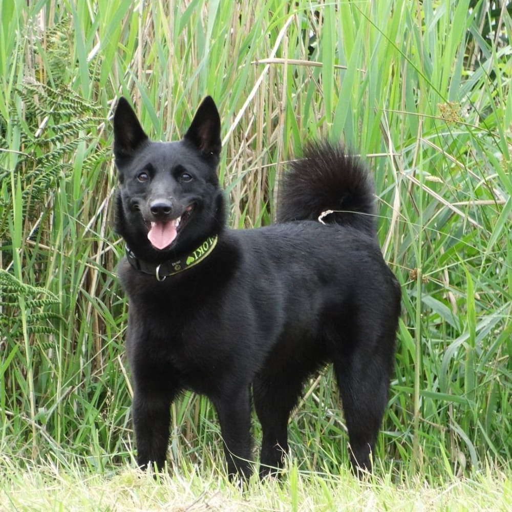 Loki